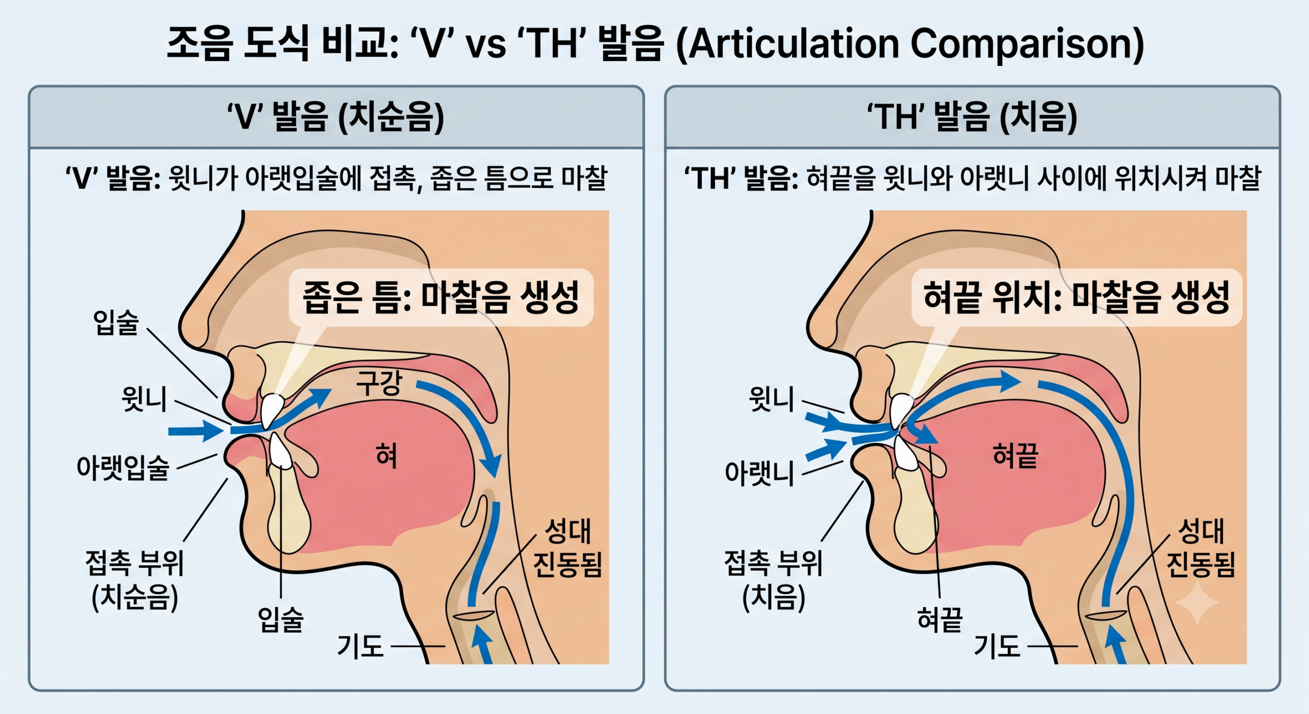 성경 낭독 리스닝 F V TH 조음 위치 도식
